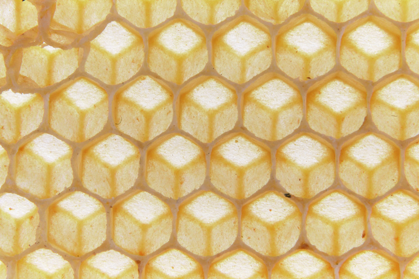 Die Natur als Baumeister Wildbau der Honigbiene