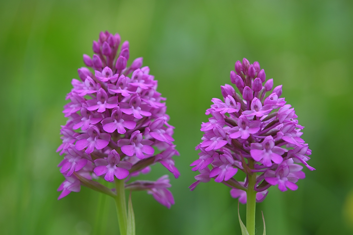 Pyramidenorchis-Duo