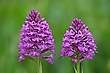 Pyramidenorchis-Duo