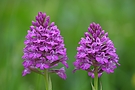 Pyramidenorchis-Duo
