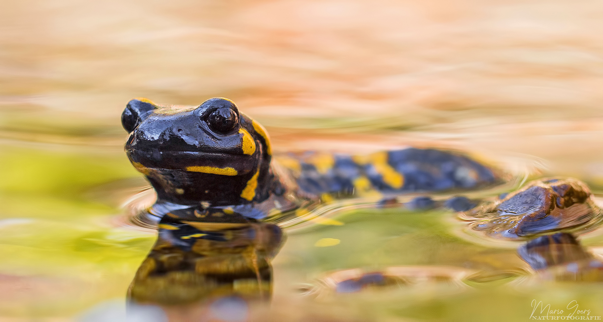 Feuersalamander
