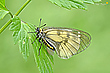 Schwarzer Apollo