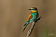 Schulterblick....Bienenfresser (Merops apiaster)