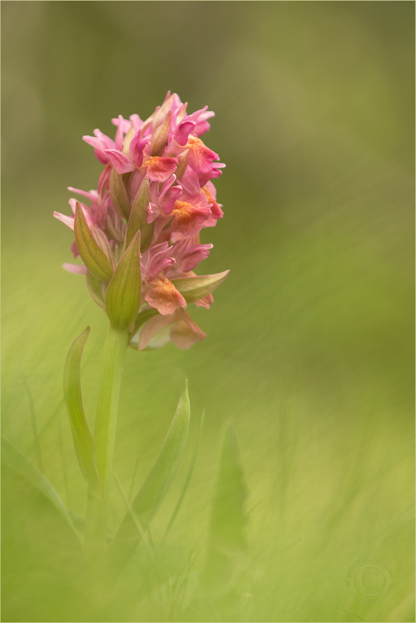 Holunder-Fingerwurz (Dactylorhiza sambucina)