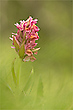 Holunder-Fingerwurz (Dactylorhiza sambucina)