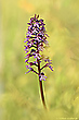 Orchis purpurea