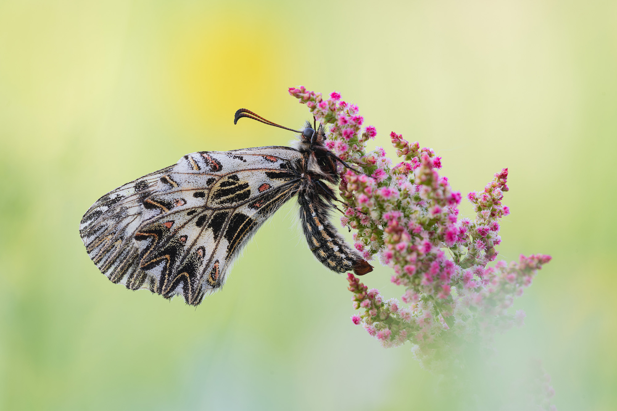 Osterluzeifalter (male)