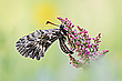 Osterluzeifalter (male)