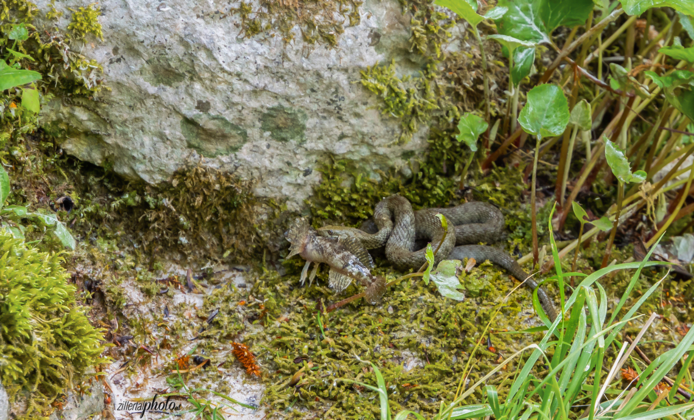 Erfolgreiche Jagd