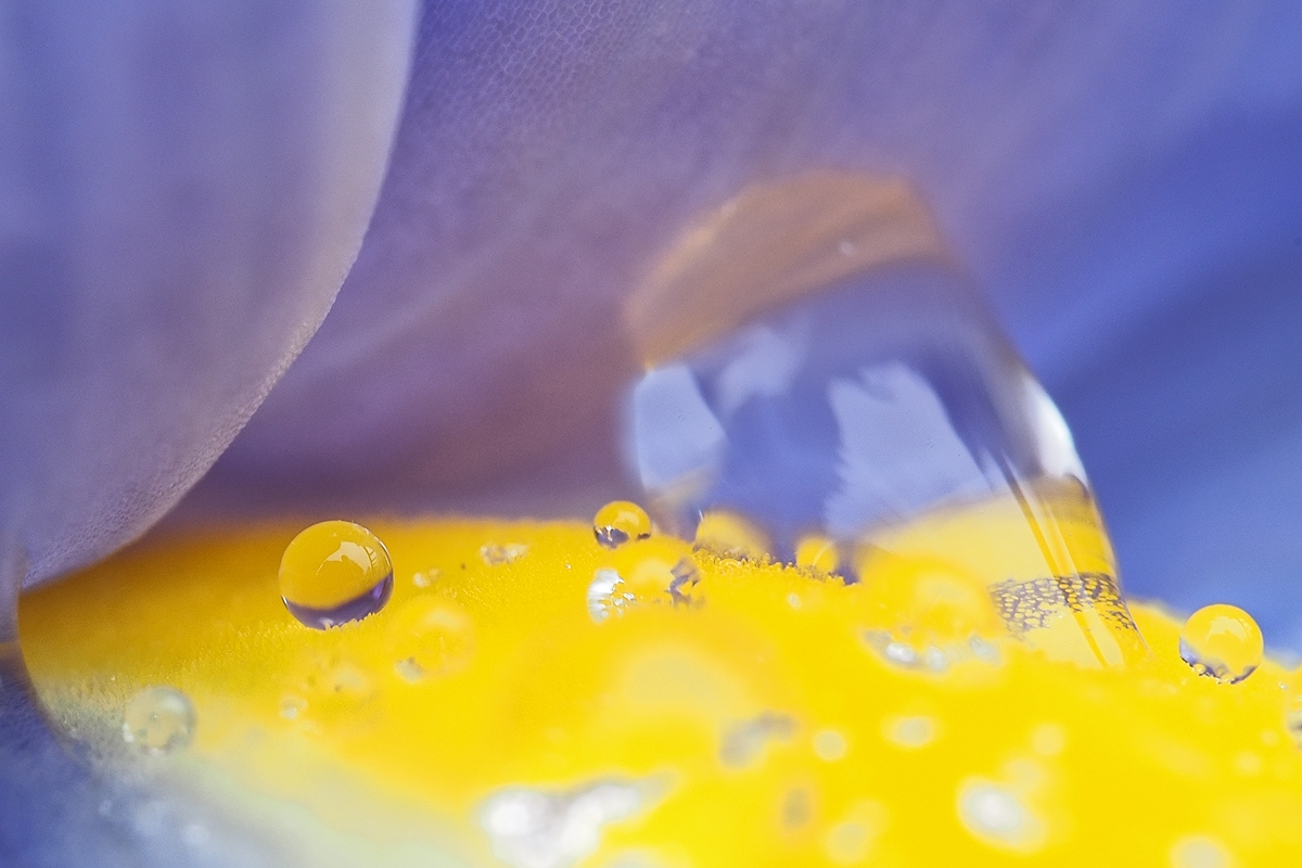 Die klitzekleine Welt in der Iris nach stundenlangem Nieselregen
