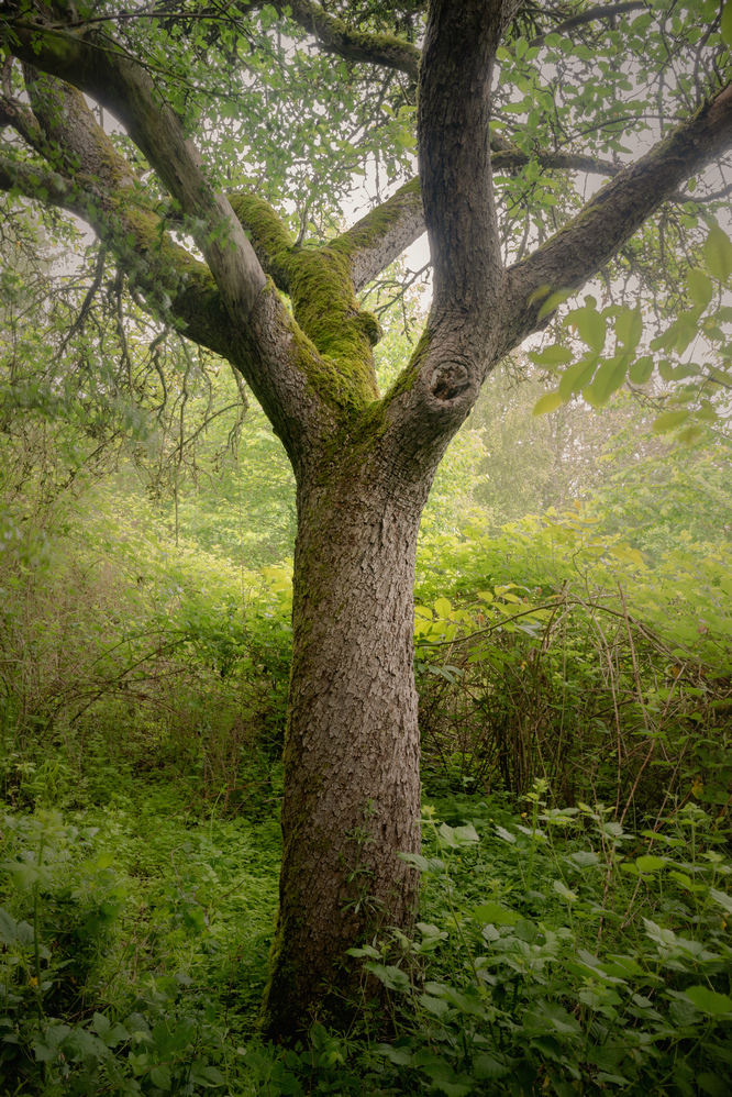 Baum-Portrait (Forum für Naturfotografen)