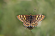 Schlüsselblumen-Würfelfalter (Hamearis lucina )