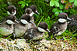 Schellenten Nachwuchs