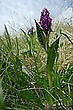 Dactylorhiza majalis