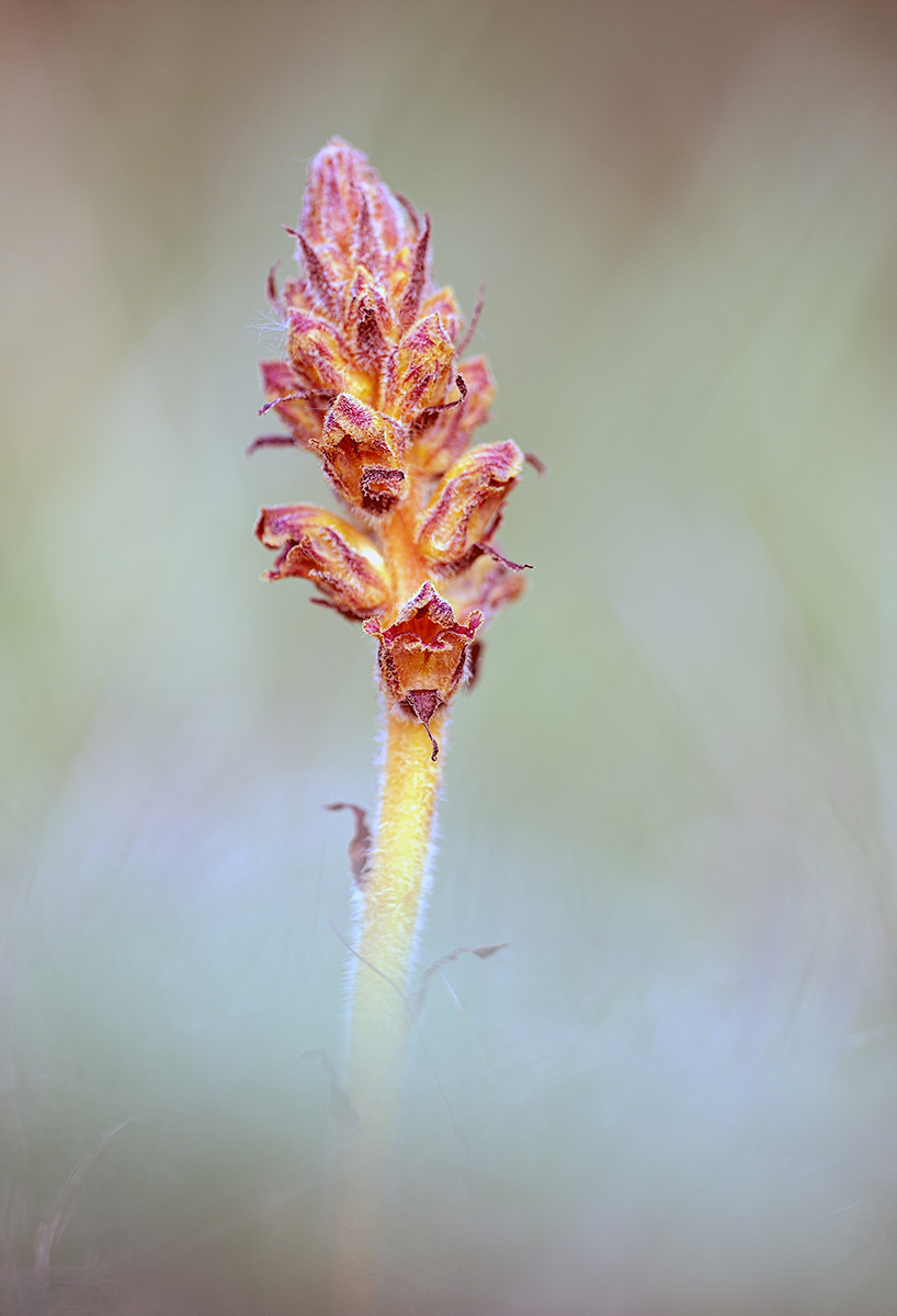 Sommerwurz