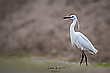 Heron