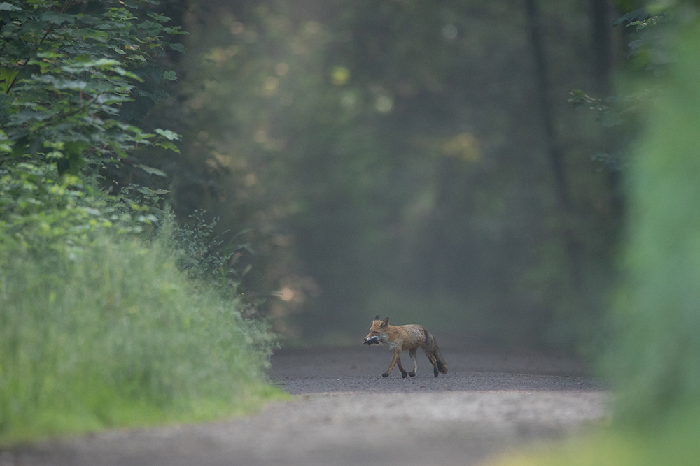 ein anderer Fuchs