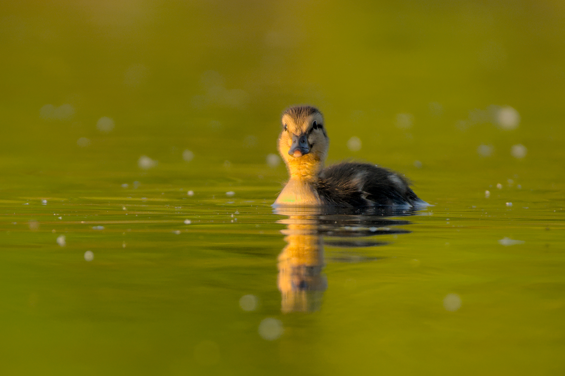 Badeente