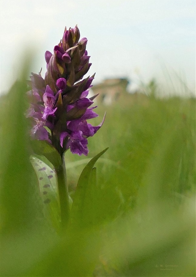 Touristen Orchideen