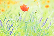 Sommergefühle