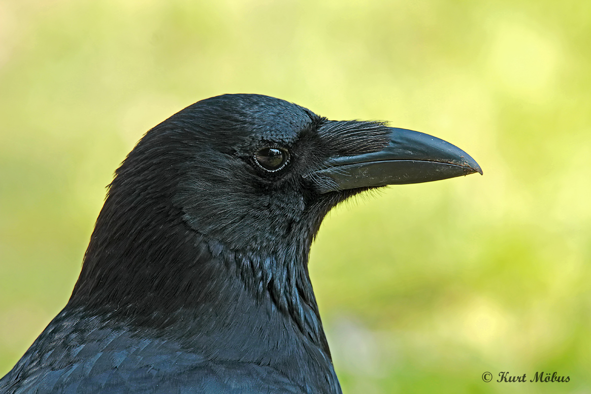 Graf Corvus corona - äh: corone gibt sich die Ehre