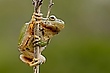 Laubfrosch