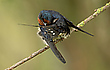 Rauchschwalbe