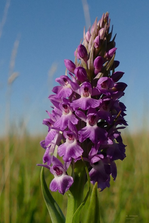 Dactylorhiza ruthei