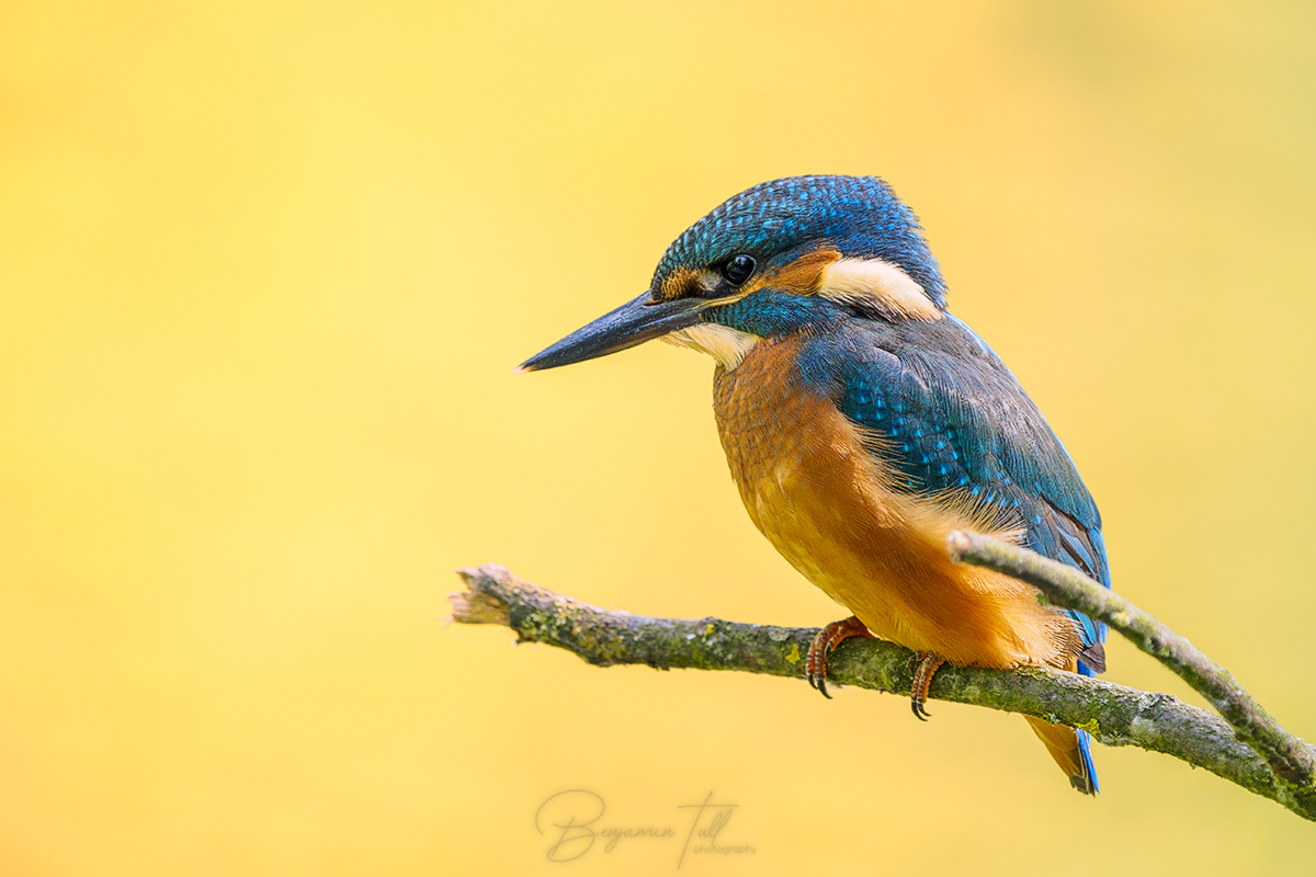 Eisvogel (Alcedo atthis)