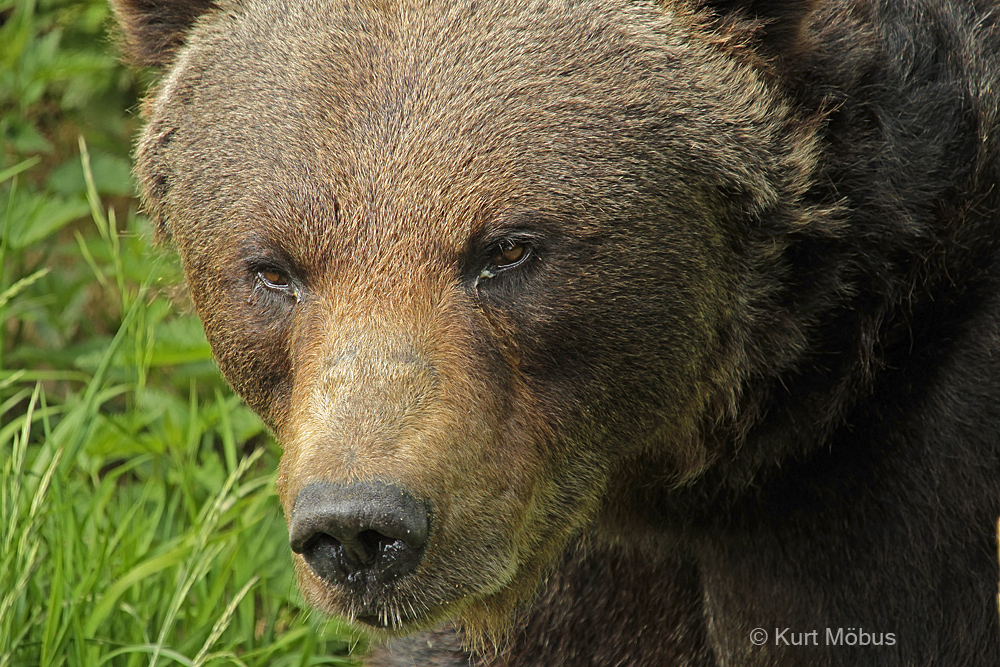 Braunbär Porträt