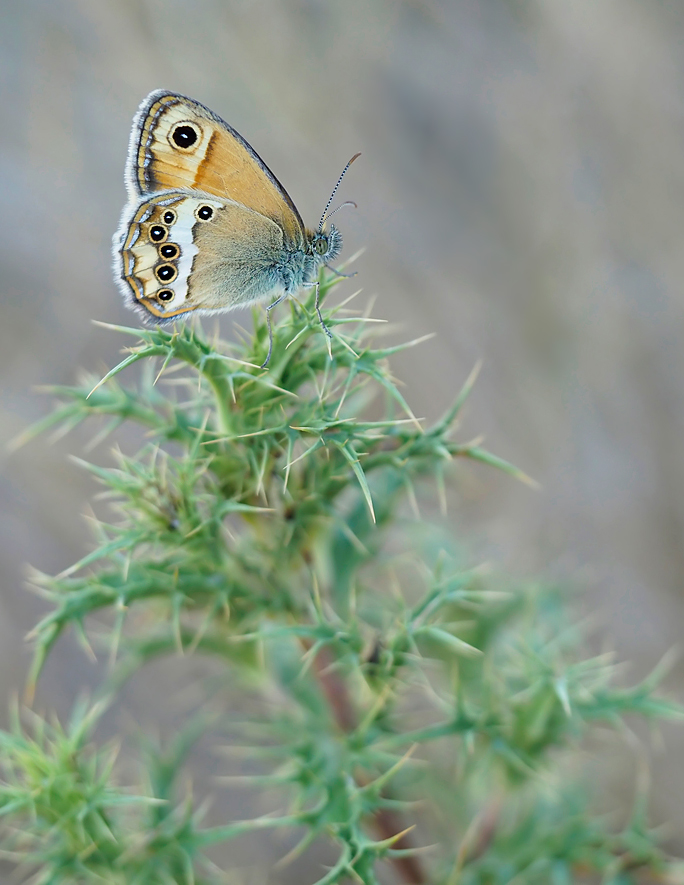 Coenonympha dorus 