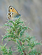 Coenonympha dorus '21