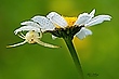 Krabbenspinne auf Margerite