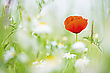 "Mohn-Zeit"