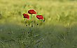 Mohnblume