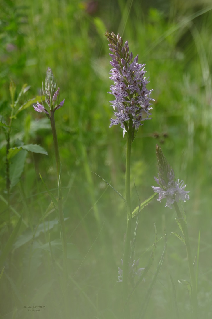 Dactylorhiza fuchsii