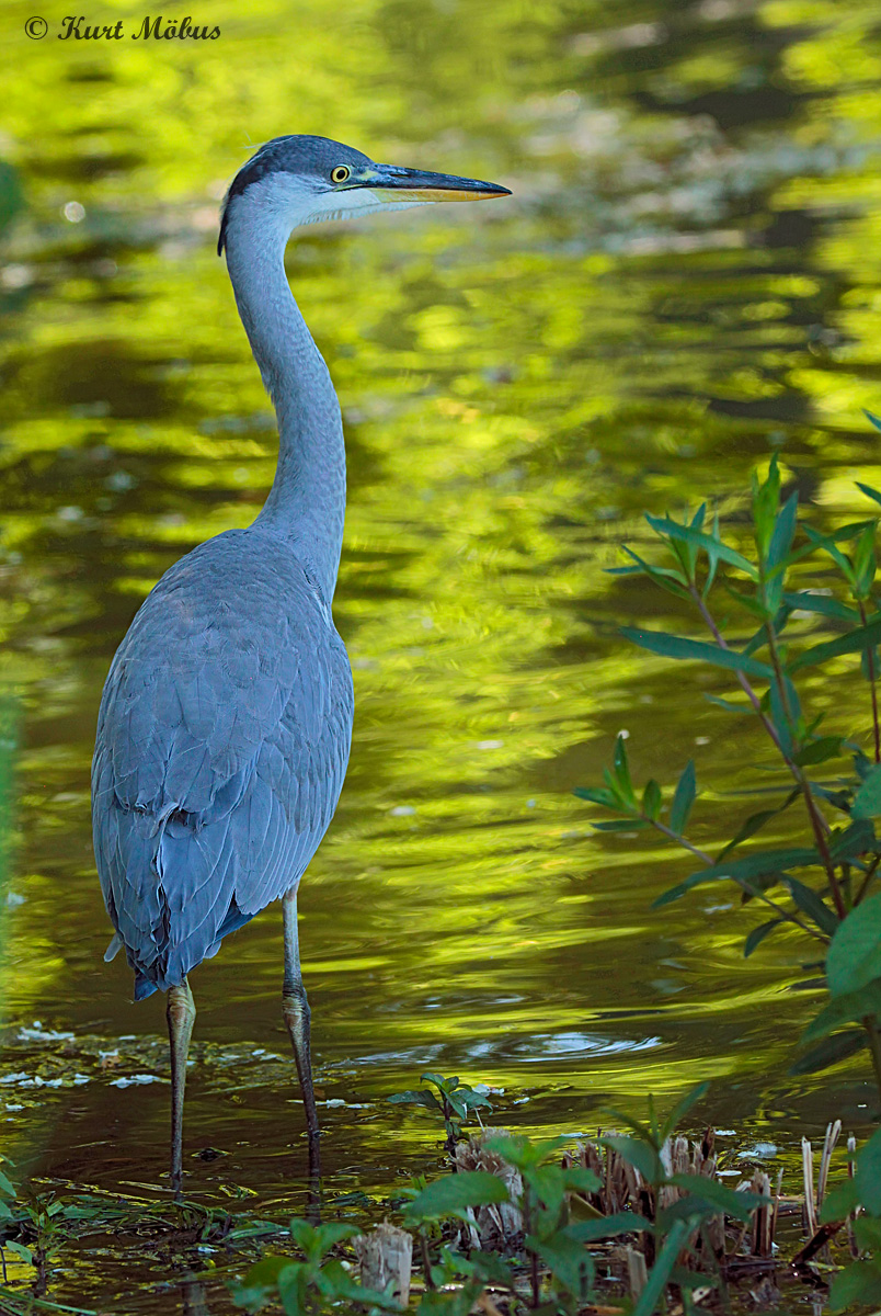 Graureiher im grünen See