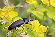 Schnellkäfer