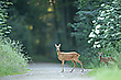 auf dem Waldweg