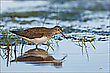 Waldwasserläufer ..