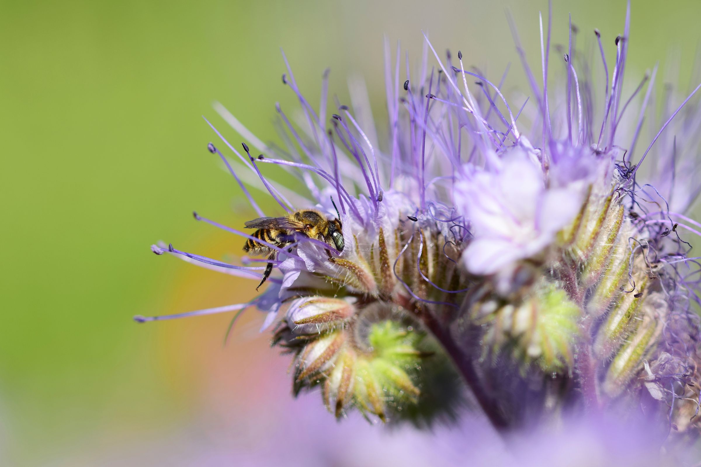 Ja wo sind denn hier die Pollen .......?