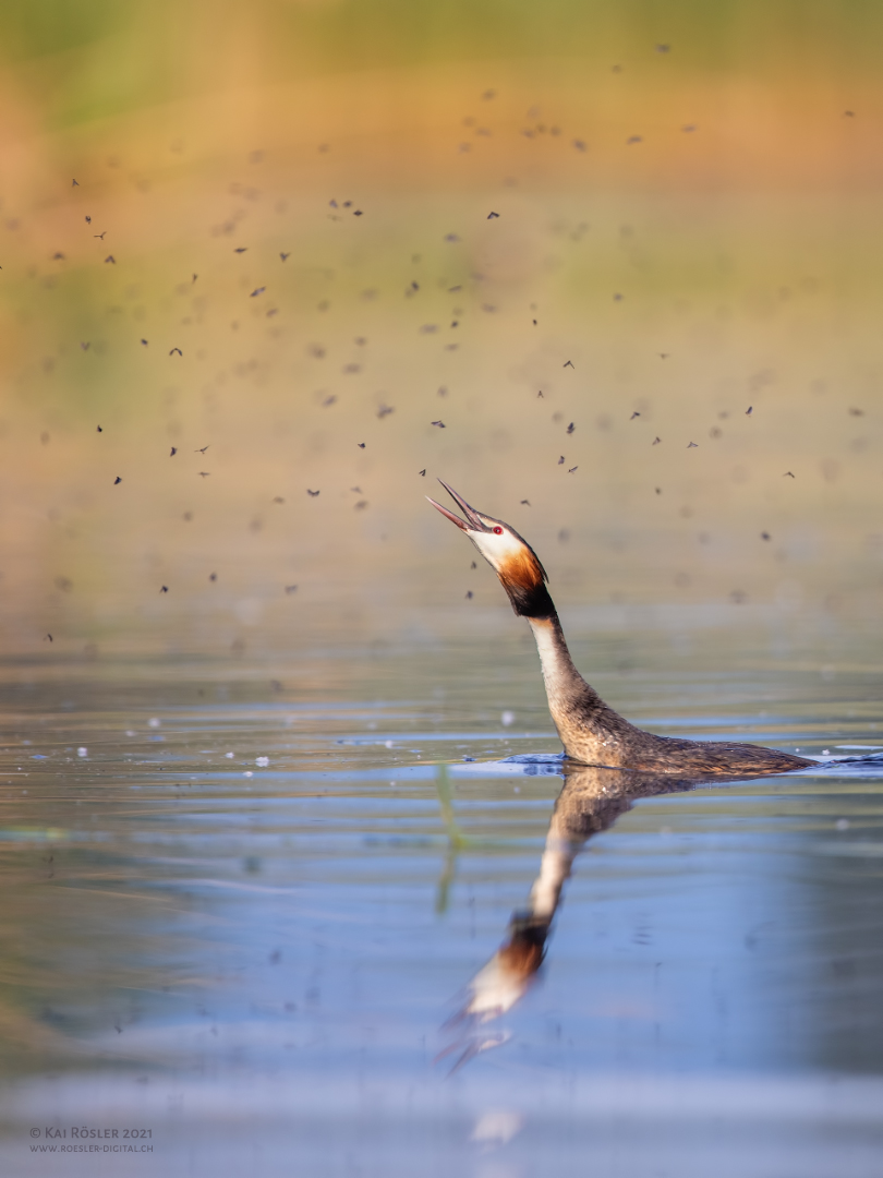 Fliegen fischen