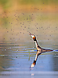 Fliegen fischen