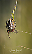 Eichblatt-Radnetzspinne