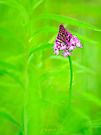 Anacamptis pyramidalis im Auwald