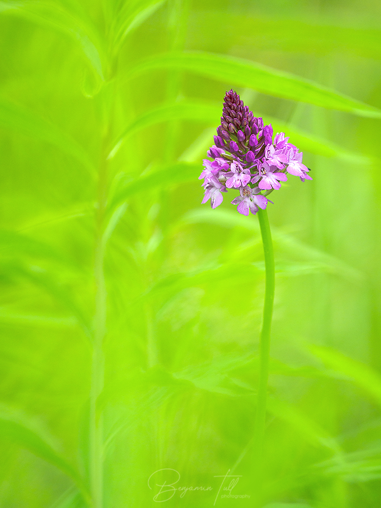 Anacamptis pyramidalis im Auwald