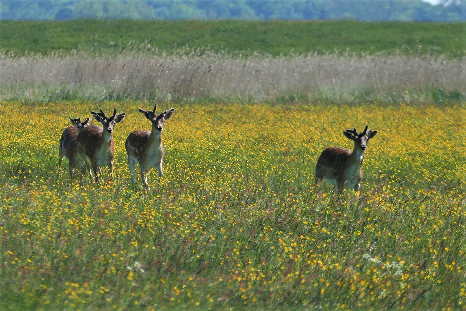 Butterblumenwiese