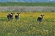Butterblumenwiese