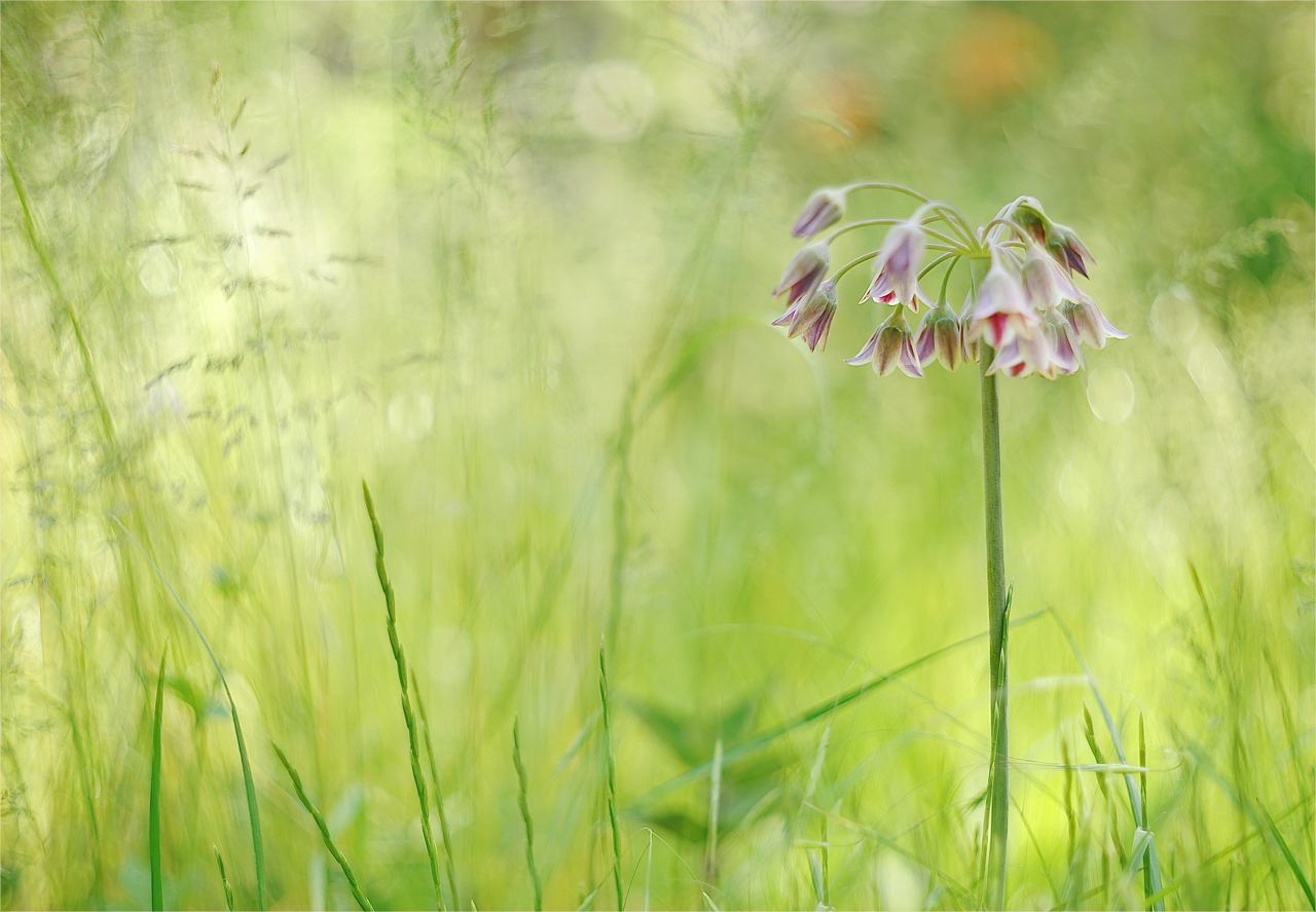 Ausreißer auf der Wiese