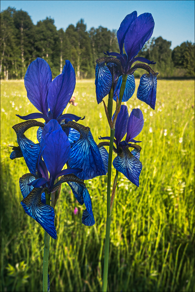 Iris sibirica